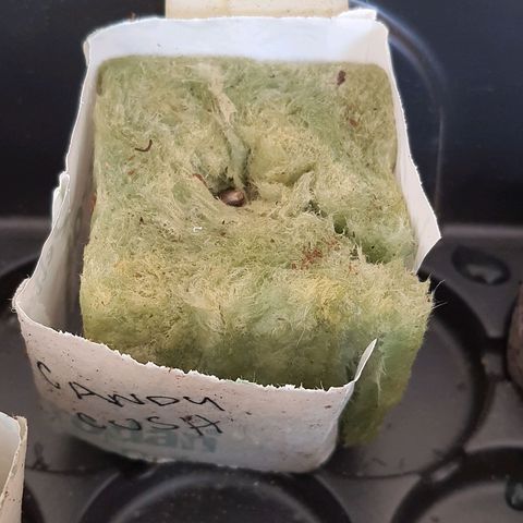 Candy kush growlog photo: Después de la germinacion en servilleta
Se transplanta a sustrato de inicio en lana de roca en esta fecha.