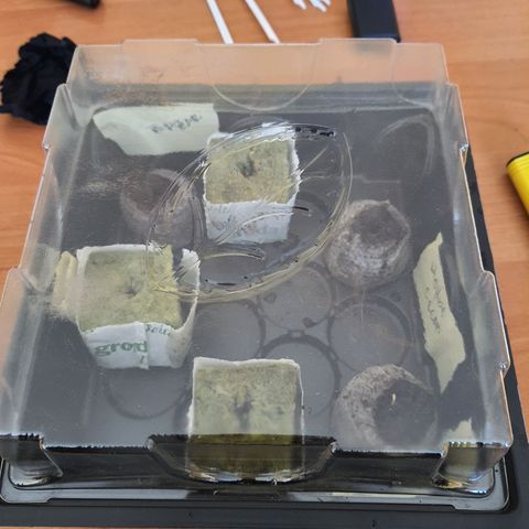 Candy kush growlog photo: Después de la germinacion en servilleta
Se transplanta a sustrato de inicio en lana de roca en esta fecha.
