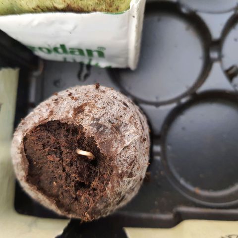 Honey Cream growlog photo: Se trasnplanta al sustrato de coco de inicion
Plagron star