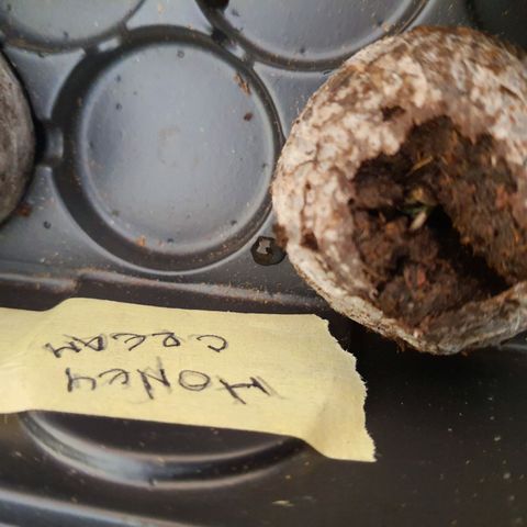 Honey Cream growlog photo: Se trasnplanta al sustrato de coco de inicion
Plagron star