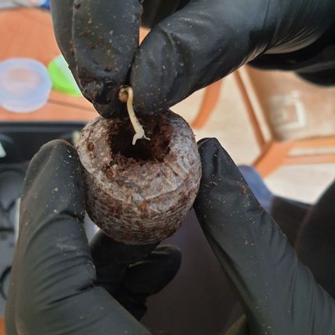 Honey Cream growlog photo: Se trasnplanta al sustrato de coco de inicion
Plagron star