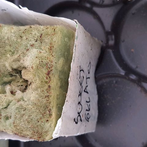 Sweet Gelato growlog photo: Se trasnplanta de servilleta a su sustratonde inicio que es lana de rica hidratado con agua y plagron star