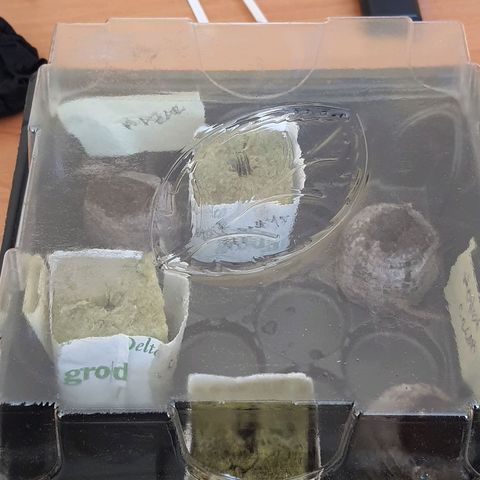 Sweet Gelato growlog photo: Se trasnplanta de servilleta a su sustratonde inicio que es lana de rica hidratado con agua y plagron star