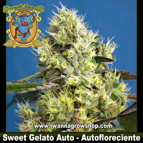 Sweet Gelato growlog timeline photo