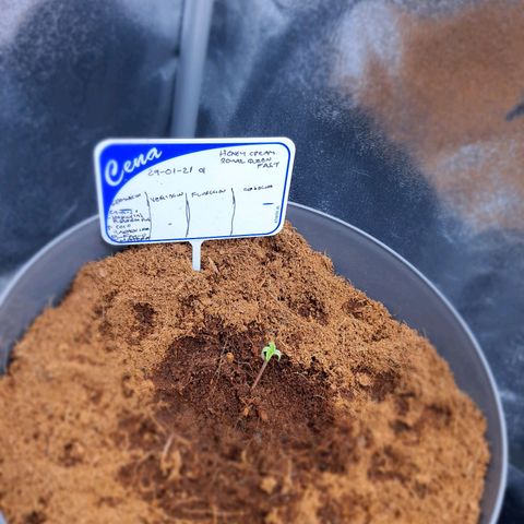 Honey Cream growlog timeline photo
