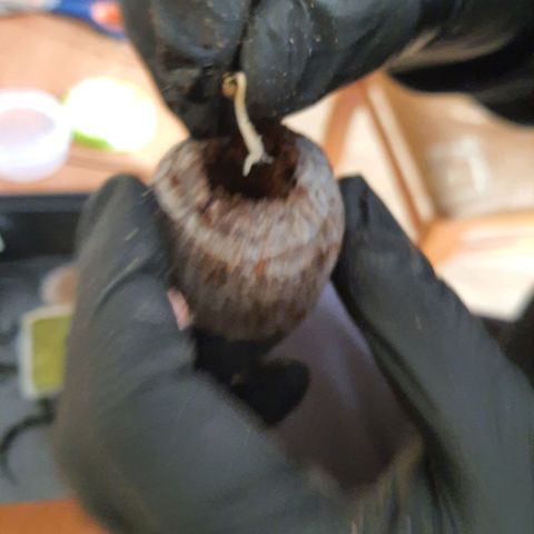 Green Poison F1 growlog photo: De la servilleta a su primer sustrato de Coco