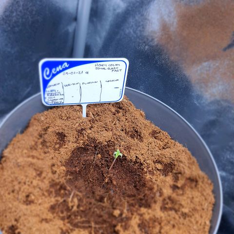 Honey Cream growlog timeline photo