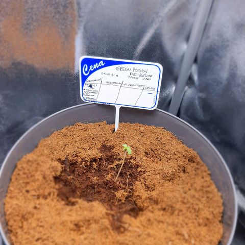 Green Poison F1 growlog timeline photo
