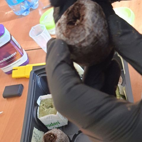 Green Poison F1 growlog photo: De la servilleta a su primer sustrato de Coco