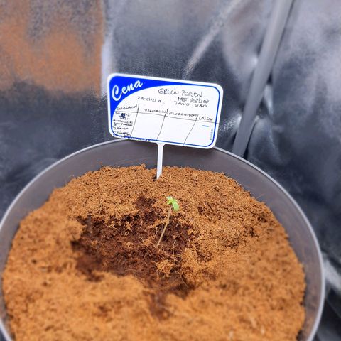 Green Poison F1 growlog timeline photo