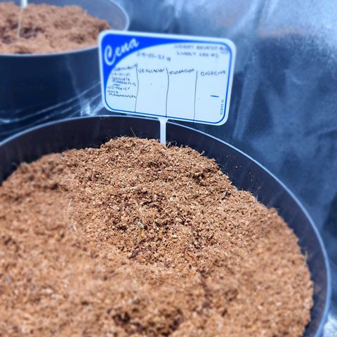 Sweet Gelato growlog timeline photo