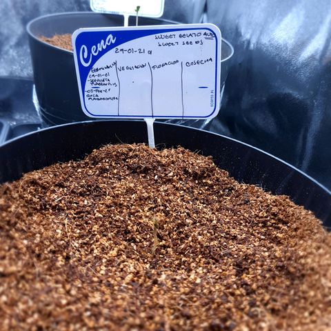 Sweet Gelato growlog timeline photo