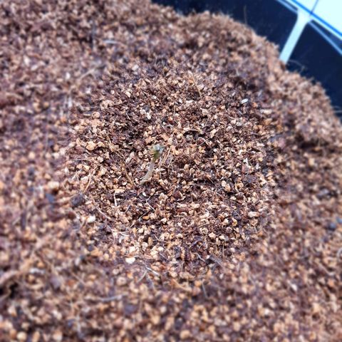 Sweet Gelato growlog timeline photo