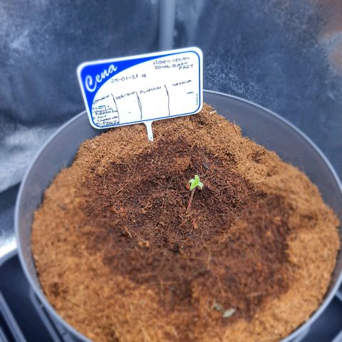 Honey Cream growlog timeline photo