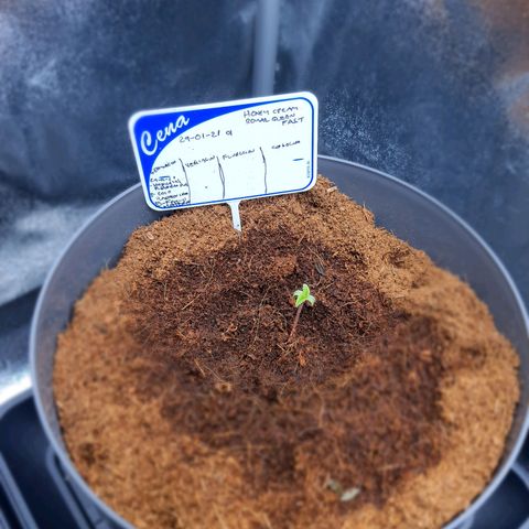 Honey Cream growlog timeline photo
