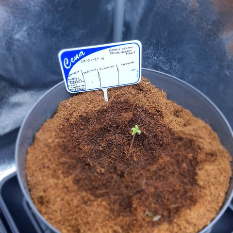 Honey Cream growlog timeline photo