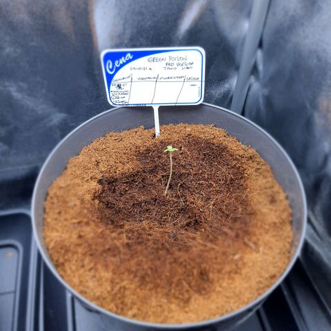 Green Poison F1 growlog timeline photo