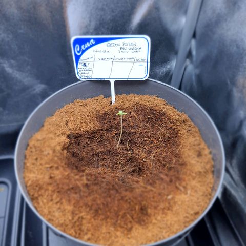 Green Poison F1 growlog timeline photo