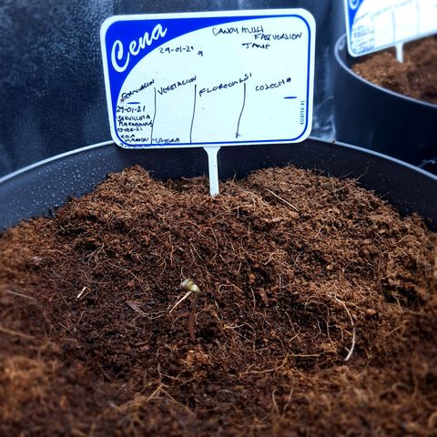 Candy kush growlog timeline photo
