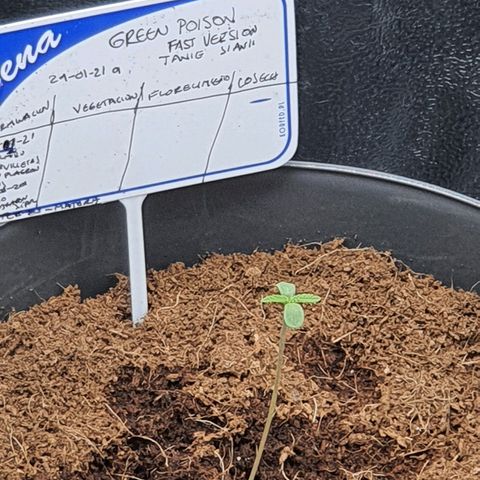 Green Poison F1 growlog timeline photo