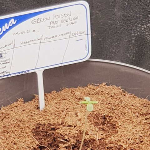 Green Poison F1 growlog timeline photo
