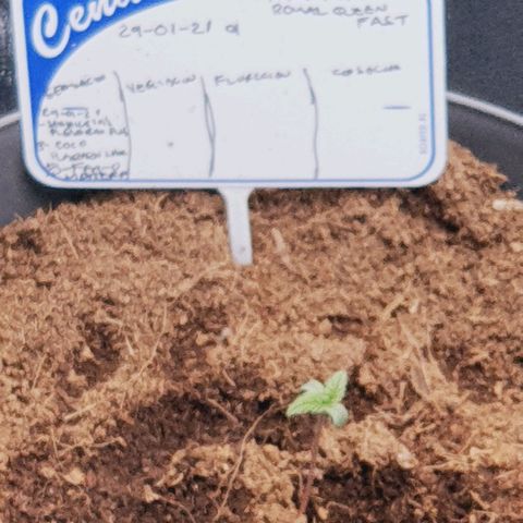 Honey Cream growlog timeline photo