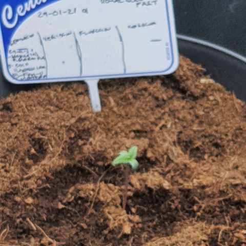 Honey Cream growlog timeline photo