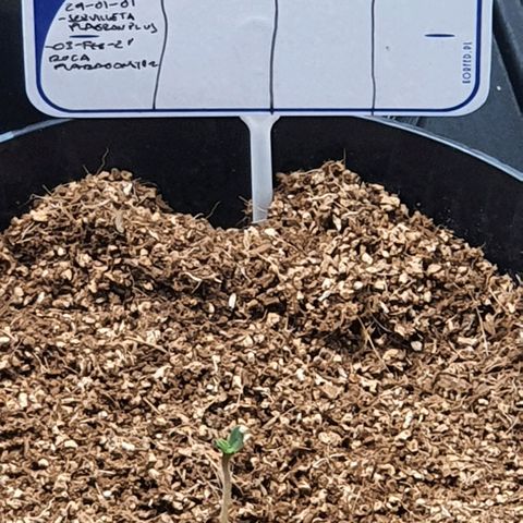 Sweet Gelato growlog timeline photo
