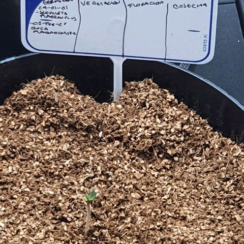 Sweet Gelato growlog timeline photo