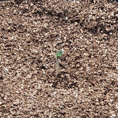 Sweet Gelato growlog timeline photo