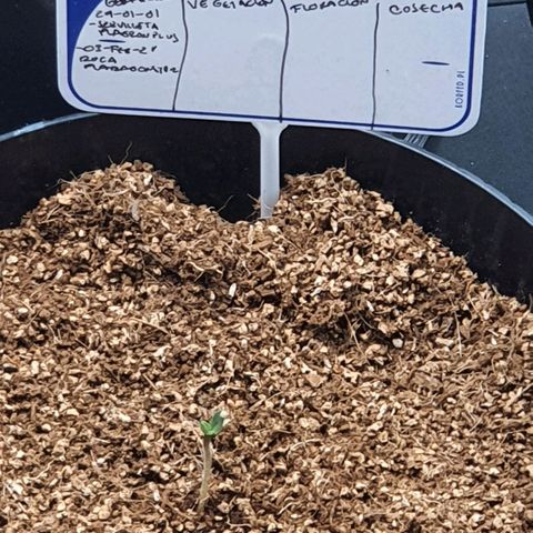 Sweet Gelato growlog timeline photo