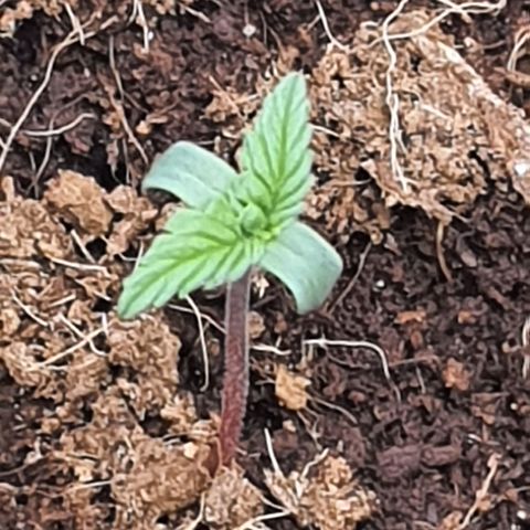 Honey Cream growlog timeline photo