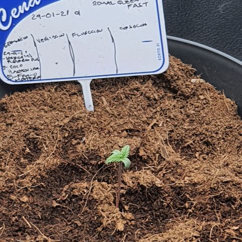 Honey Cream growlog timeline photo