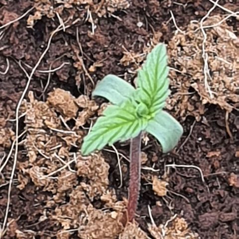 Honey Cream growlog timeline photo