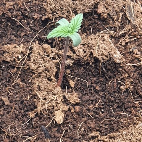Honey Cream growlog timeline photo