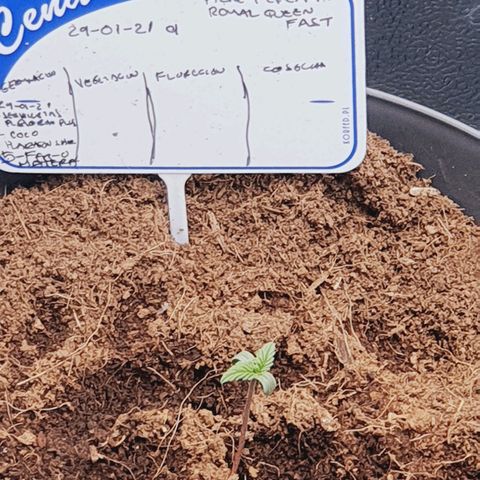 Honey Cream growlog timeline photo