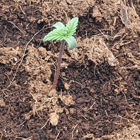 Honey Cream growlog timeline photo