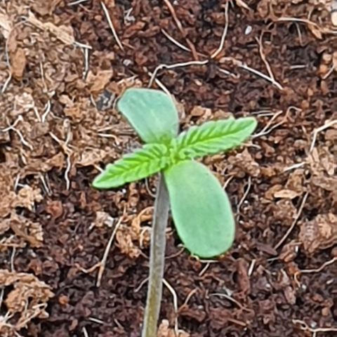 Green Poison F1 growlog timeline photo
