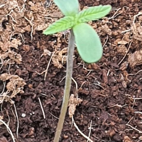 Green Poison F1 growlog timeline photo