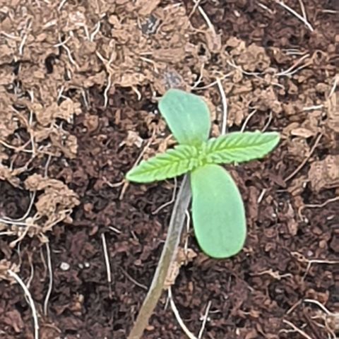 Green Poison F1 growlog timeline photo