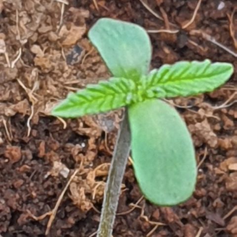 Green Poison F1 growlog timeline photo