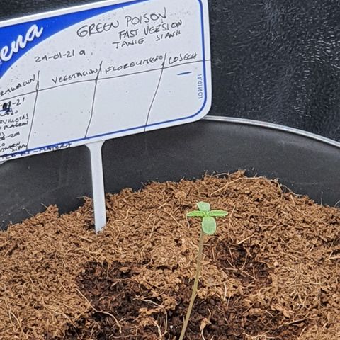 Green Poison F1 growlog timeline photo