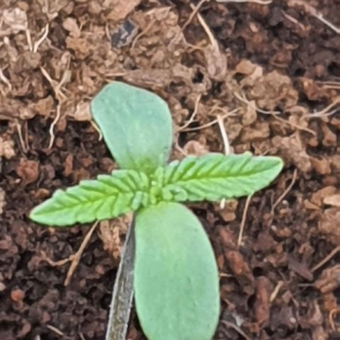 Green Poison F1 growlog timeline photo