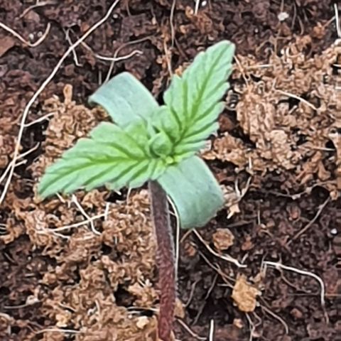 Honey Cream growlog timeline photo