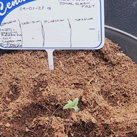 Honey Cream growlog timeline photo