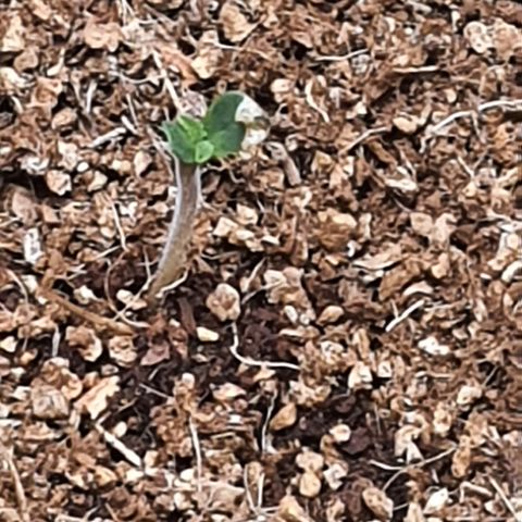 Sweet Gelato growlog timeline photo