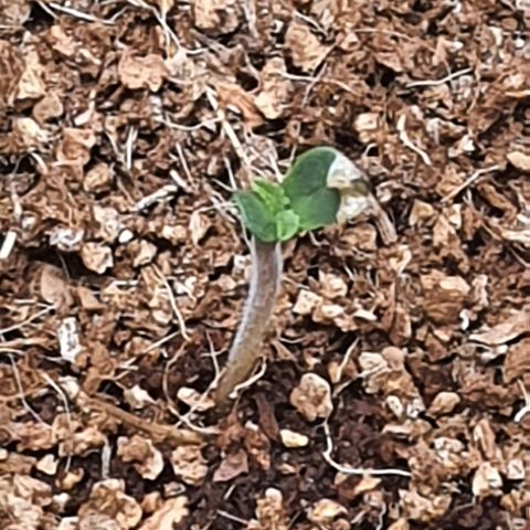 Sweet Gelato growlog timeline photo
