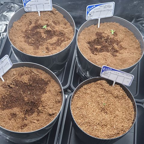 Candy kush growlog timeline photo