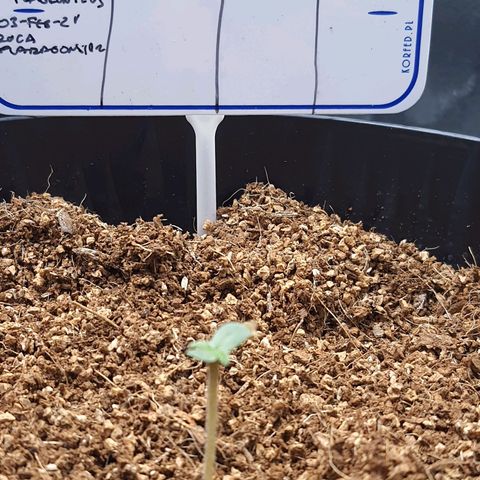 Sweet Gelato growlog timeline photo