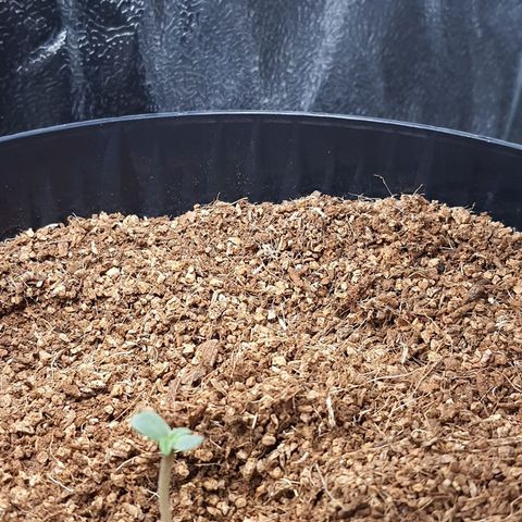 Sweet Gelato growlog timeline photo